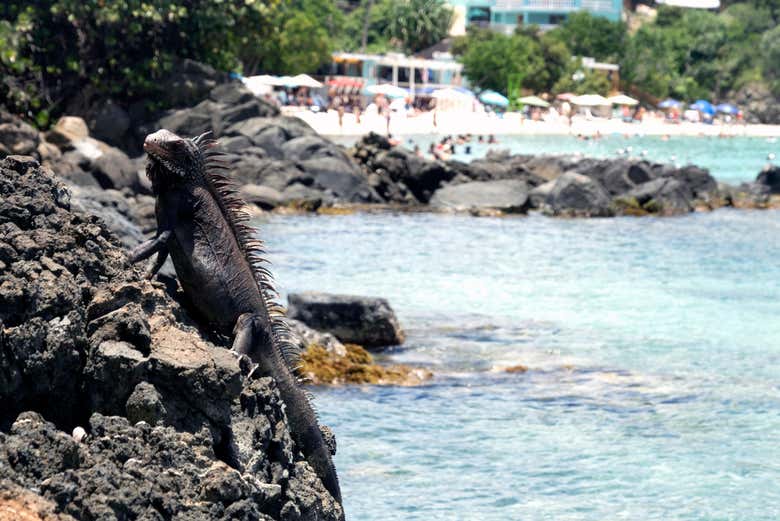 Iguane sauvage à Coki Beach