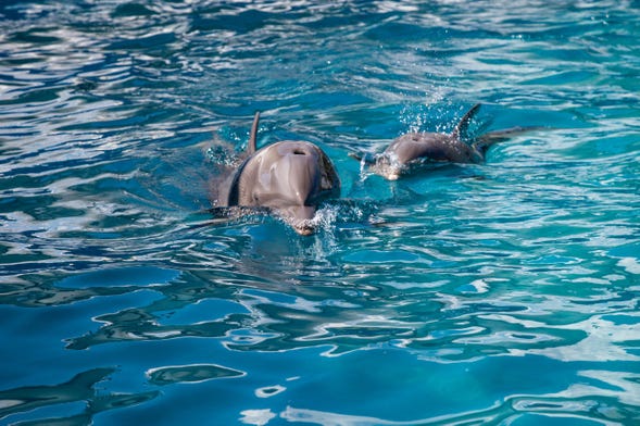 Avistamiento de delfines en Cayo Hueso