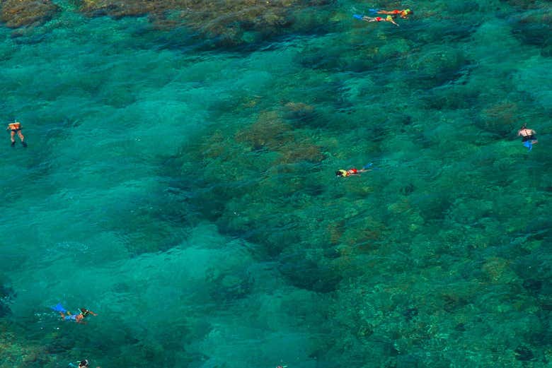 Atividade de snorkel em Key West