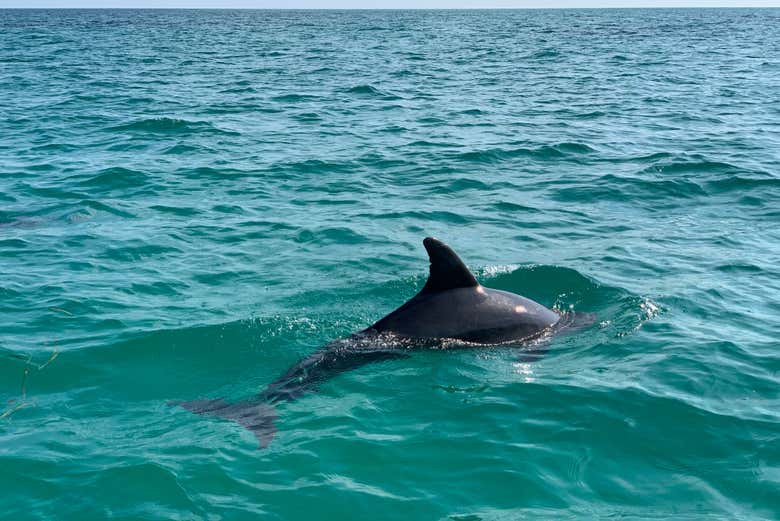 Um golfinho nas águas de Key West