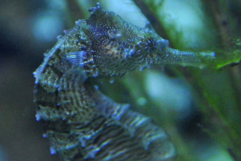 Hippocampe