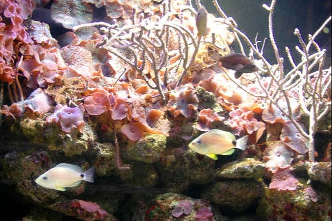 Corail à l'Aquarium de Key West