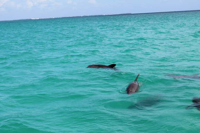 Golfinhos em Key West