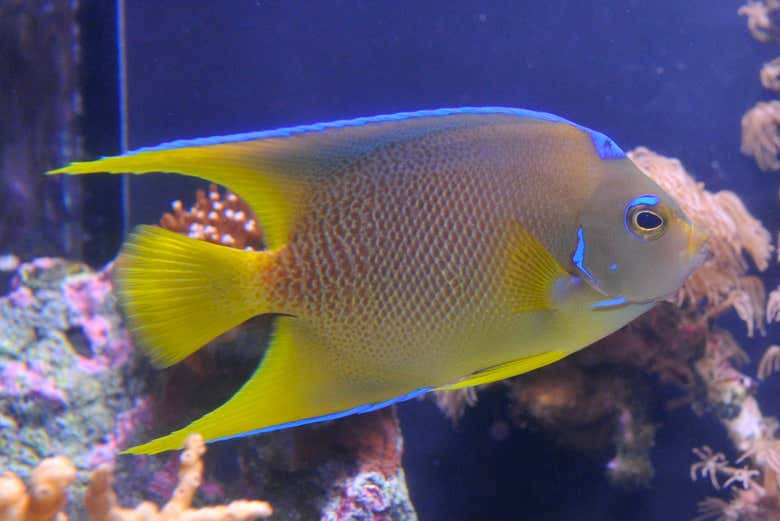 Vous verrez les poissons colorés