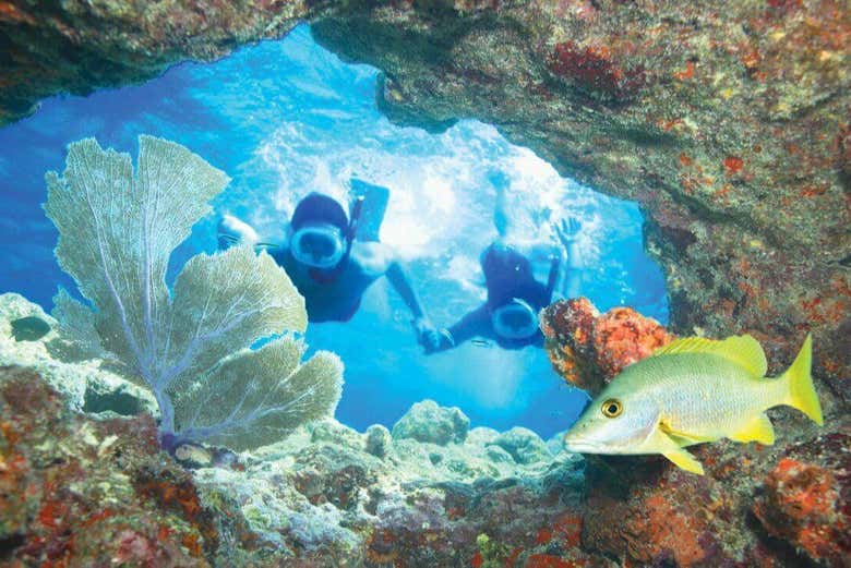 Experiência de snorkel em Key West