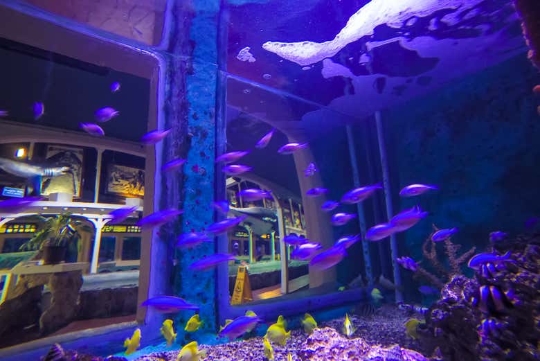 Aquarium de Key West