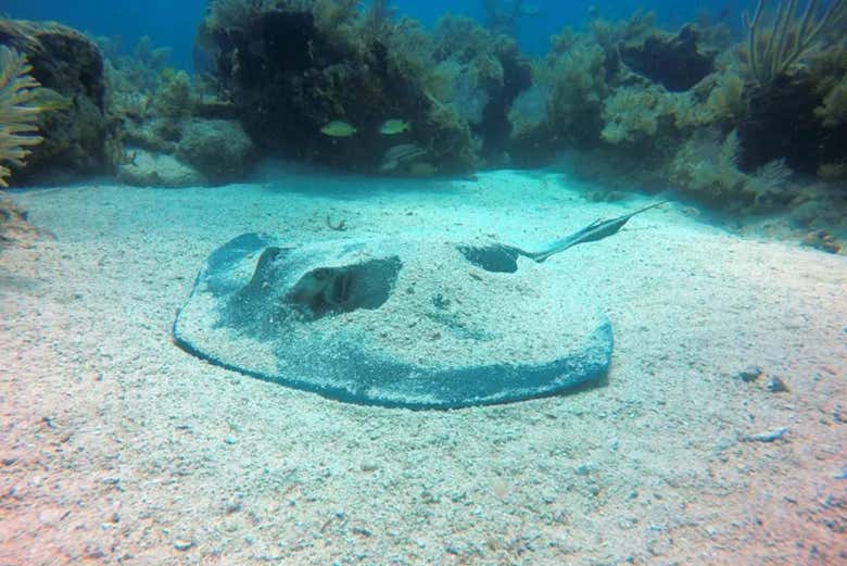 Una mantarraya escondiéndose