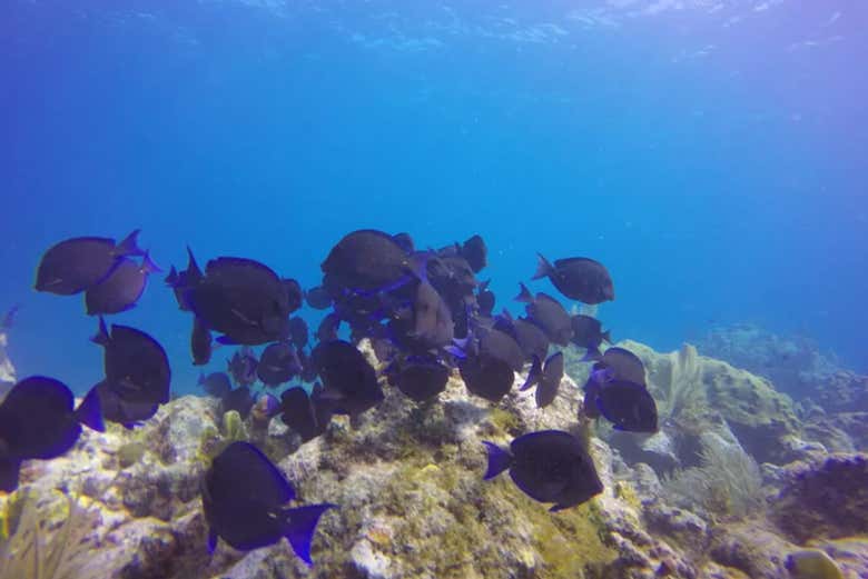 Explorando arrecifes de coral llenos de vida