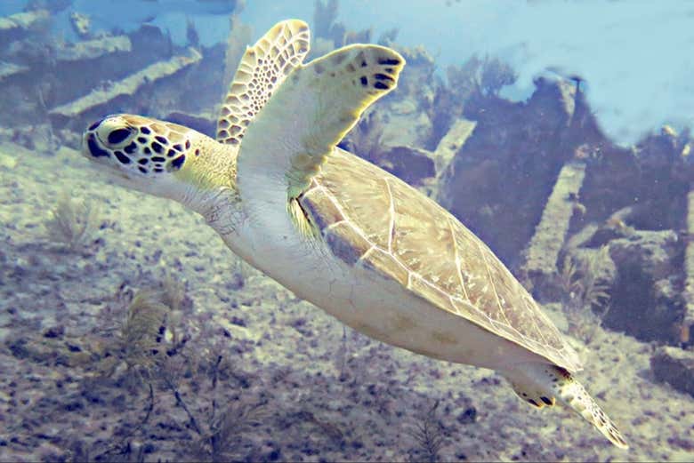 Una tortuga nadando