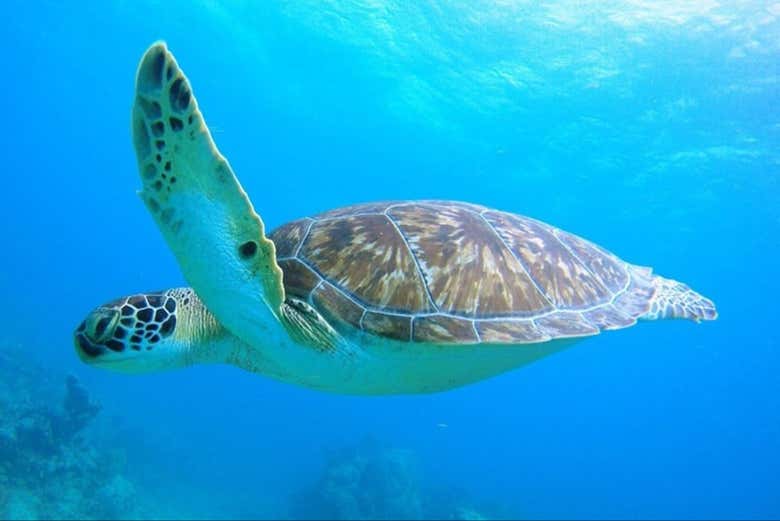 Una tortuga nadando