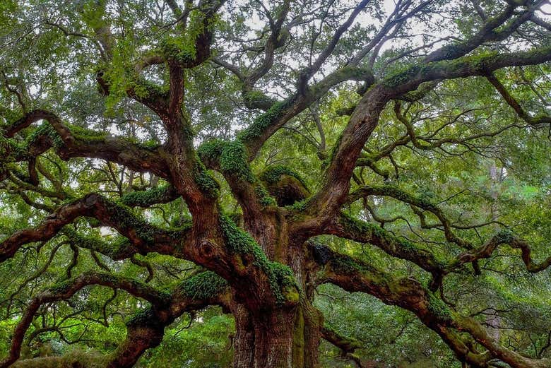 See iconic oak trees