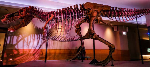 Ingresso do Museu Field de História Natural com audioguia