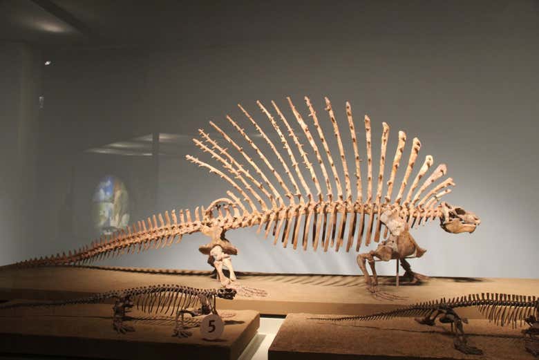 Admire the skeleton of a Dimetrodon