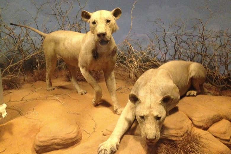 Check out the lions!