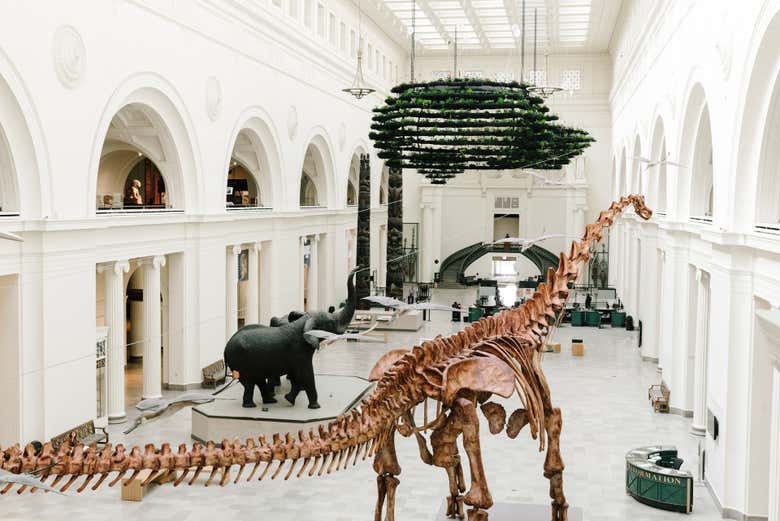 Explore the Field Natural History Museum