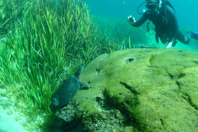 Contemplando i fondali del Rainbow River