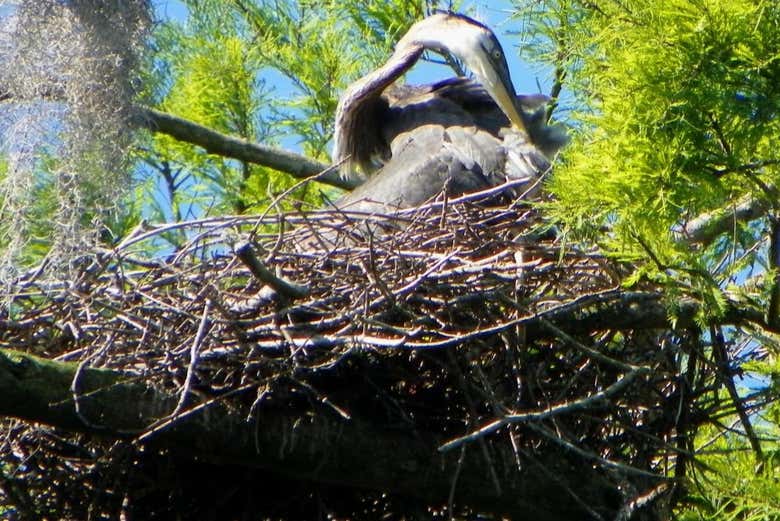 Différents types d'oiseaux