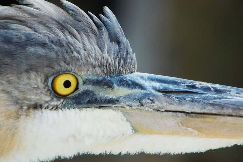 Diversité de la faune et de la flore de Crystal River