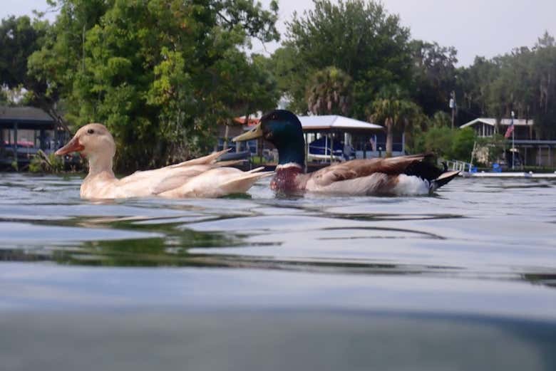 Canards de Crystal River