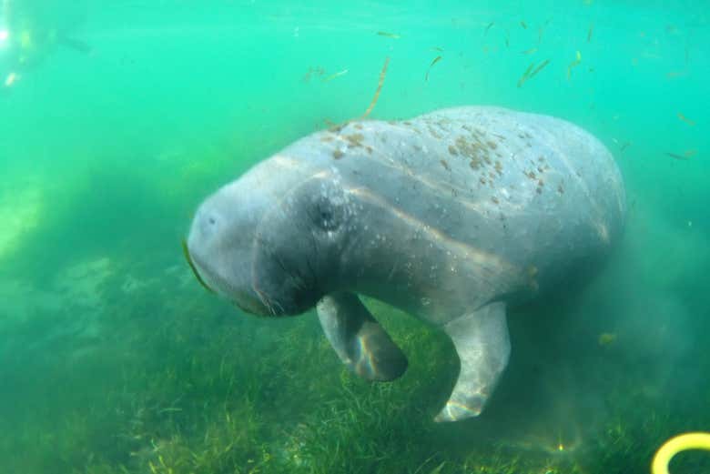 Nado com peixes-boi em Crystal River