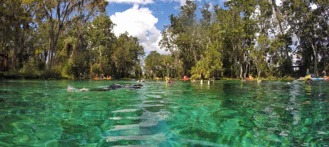 Passeio de barco por Crystal River
