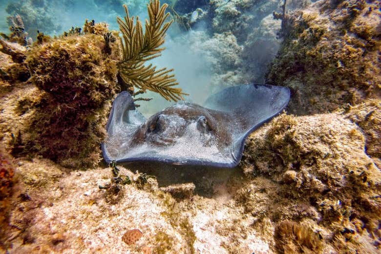 Discovering the marine fauna of Culebra