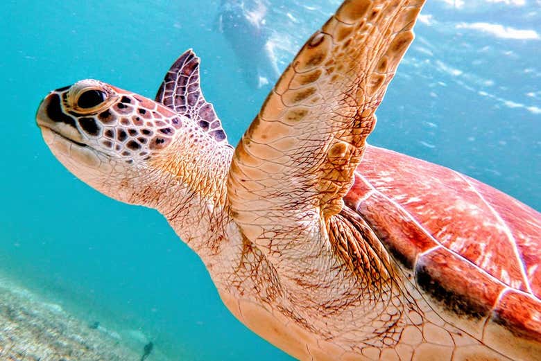 Spotting sea turtles underwater