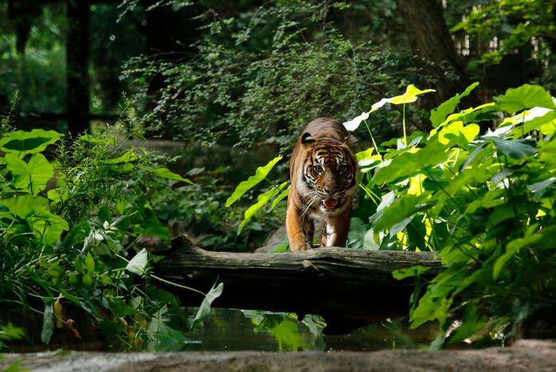 Tigre no zoológico de Dallas