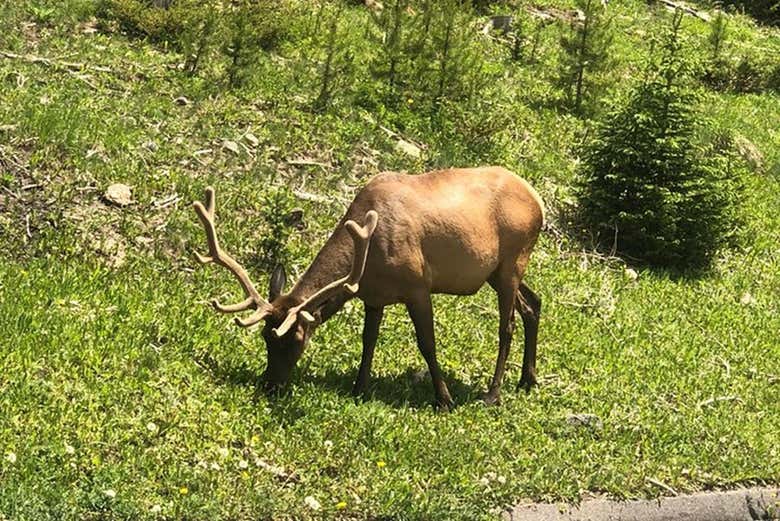 Un alce en las Montañas Rocosas