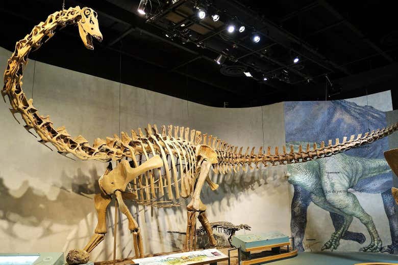 Un esqueleto de un Diplodocus