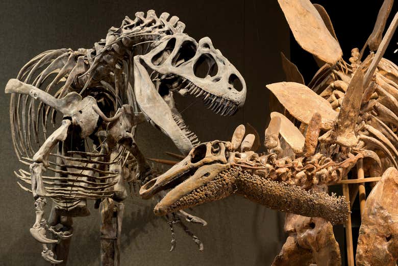 Scheletri di dinosauri al Museo di Natura e Scienze
