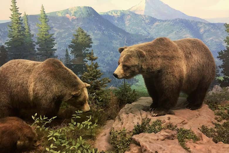 Dos ejemplares de osos grizzly