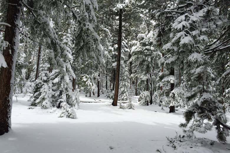 Passeggiata con le racchette da neve