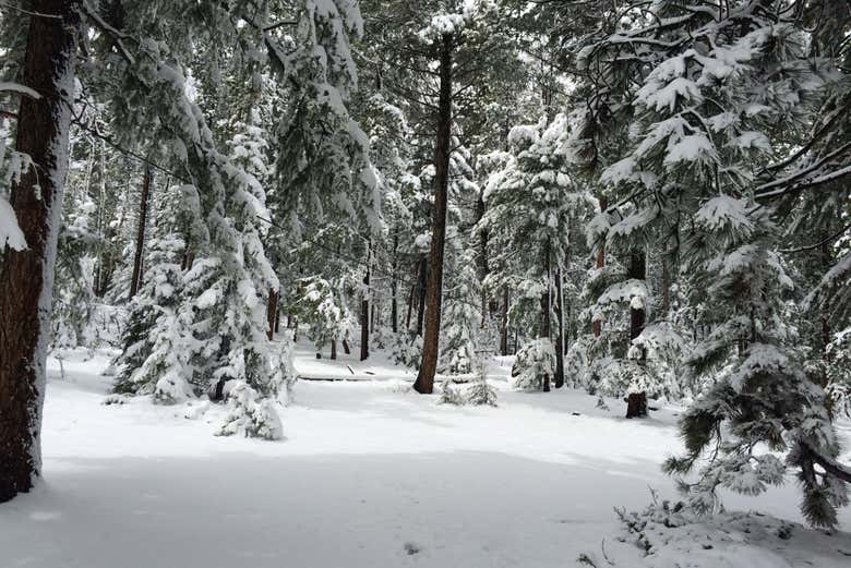 Snowshoeing in the Rocky Mountains