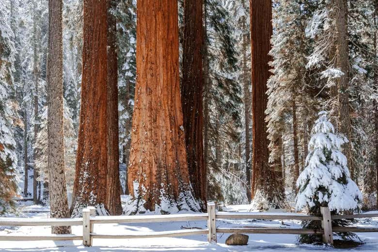 Giant sequoias in Yosemite