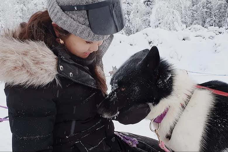 Acariciando a un perro husky de Alaska