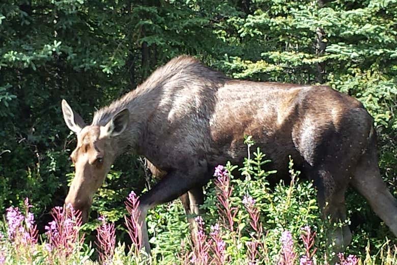 Moose