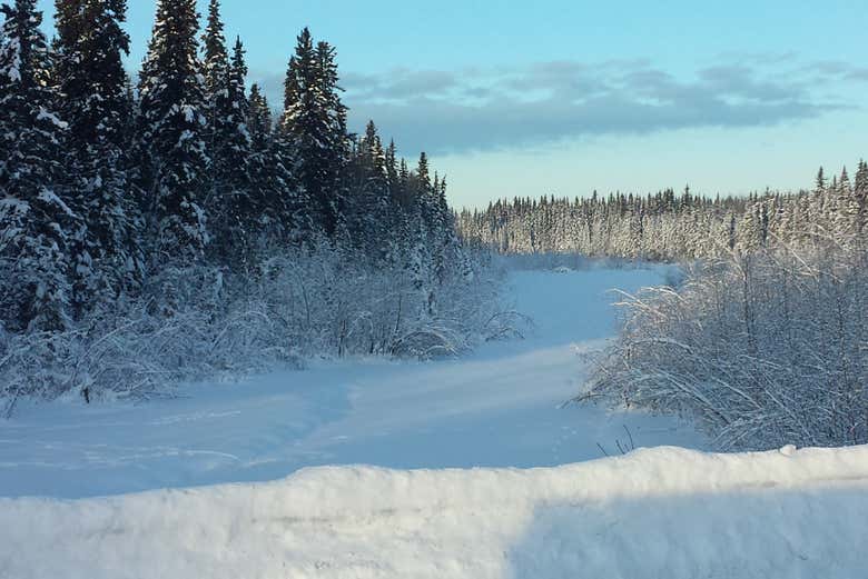 La forêt enneigée North Pole