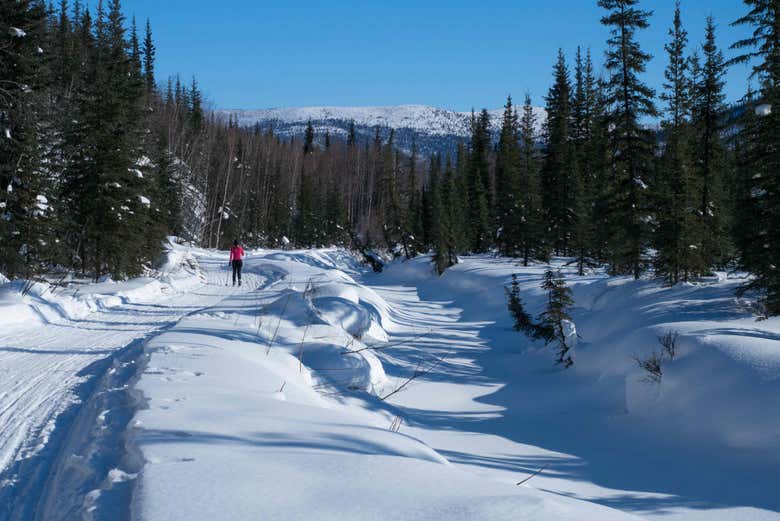 Passeando com raquetes de neve por Fairbanks