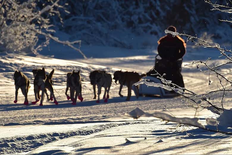 Trineo típico de Alaska
