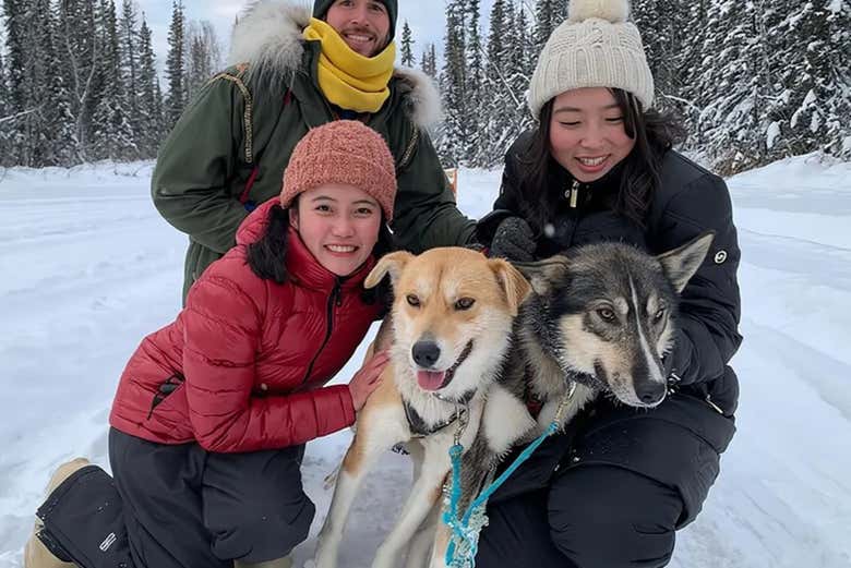 Podréis acariciar a los perros huskies