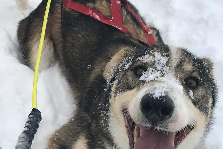 Los huskies se adaptan muy bien a la nieve