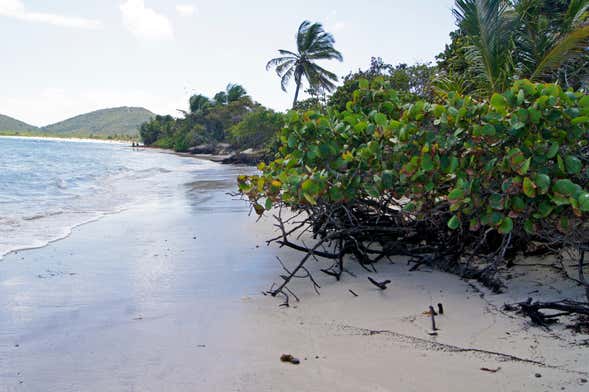 Excursión a isla Culebra en catamarán