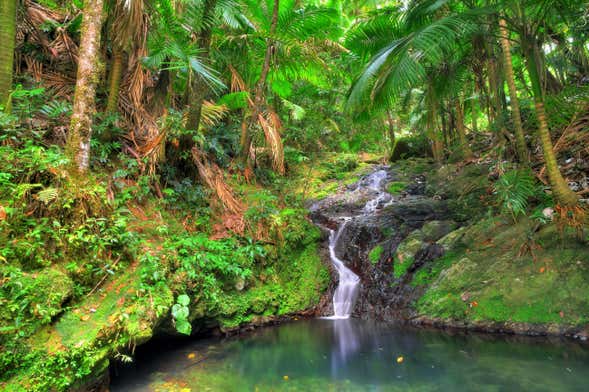 Excursion à Las Tinajas et dans la forêt nationale d'El Yunque