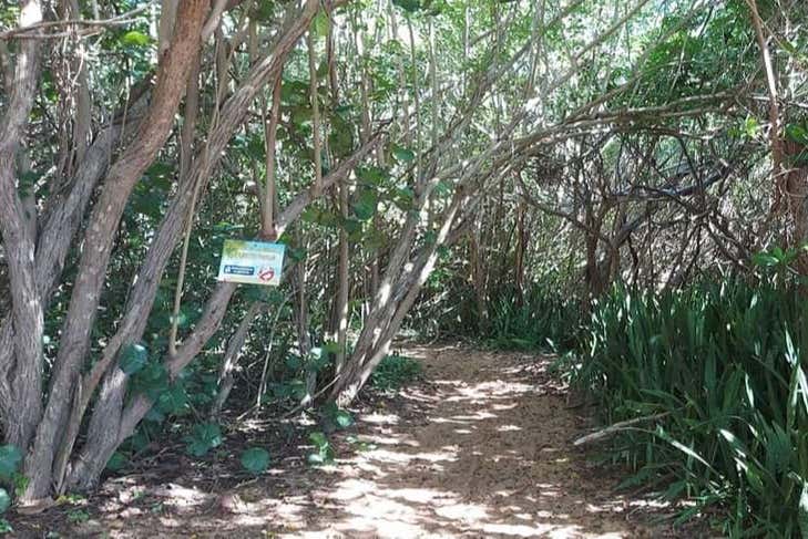 Route entre les mangroves jusqu'à Playa Escondida
