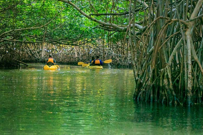 Kayaking through mangrove canals