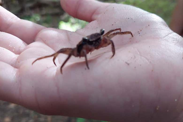 Observez des crabes minuscules qui tiennent dans une main