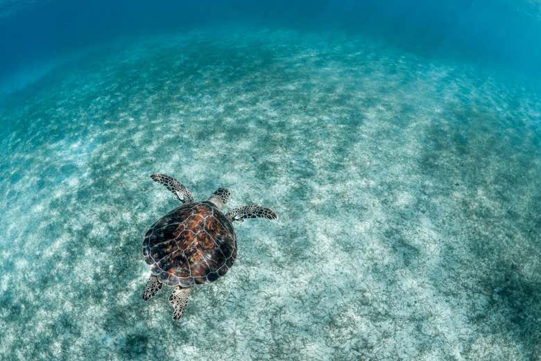 Une tortue dans une mer cristalline