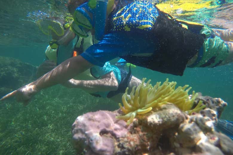 Exploração da vida subaquática exótica
