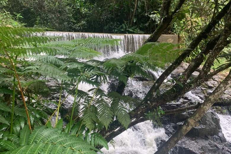 Alla scoperta della natura di Guavate